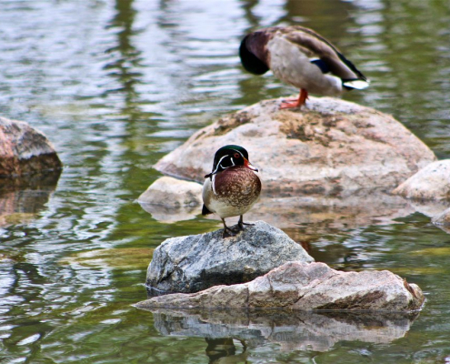 wascana-ducks-1030x687