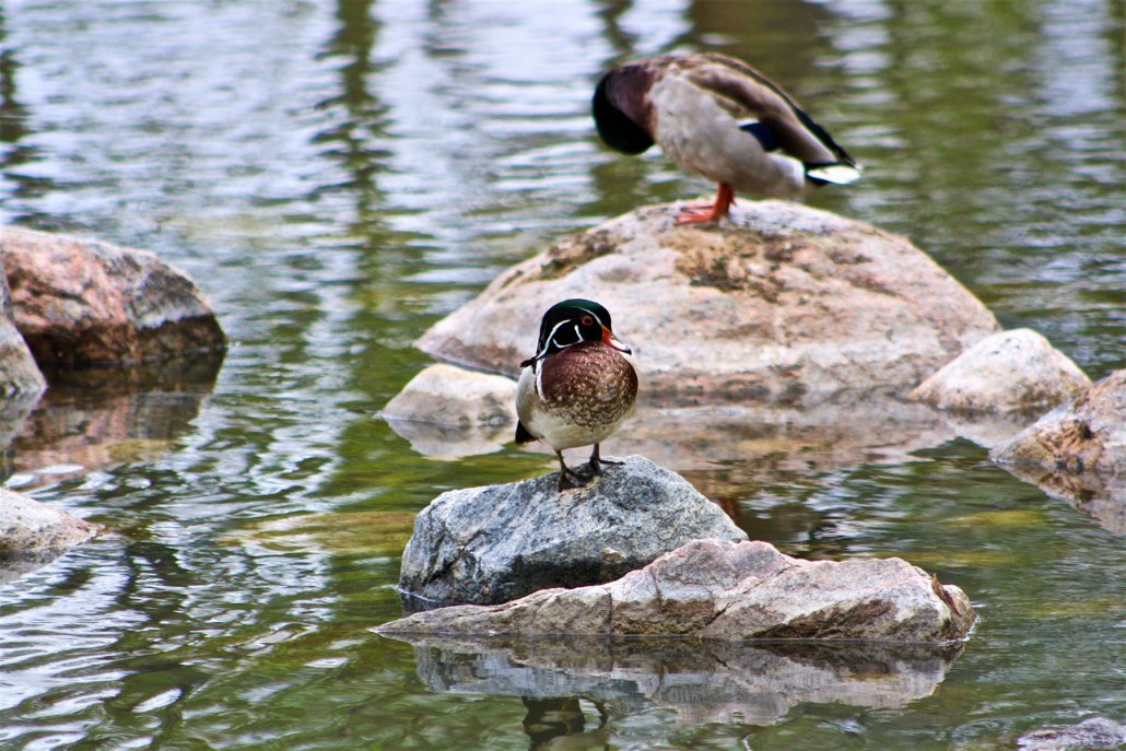 wascana-ducks-1030x687