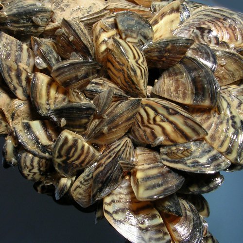 zebra-mussels-Photo-credit-U.S.-Fish-Wildlife-Service