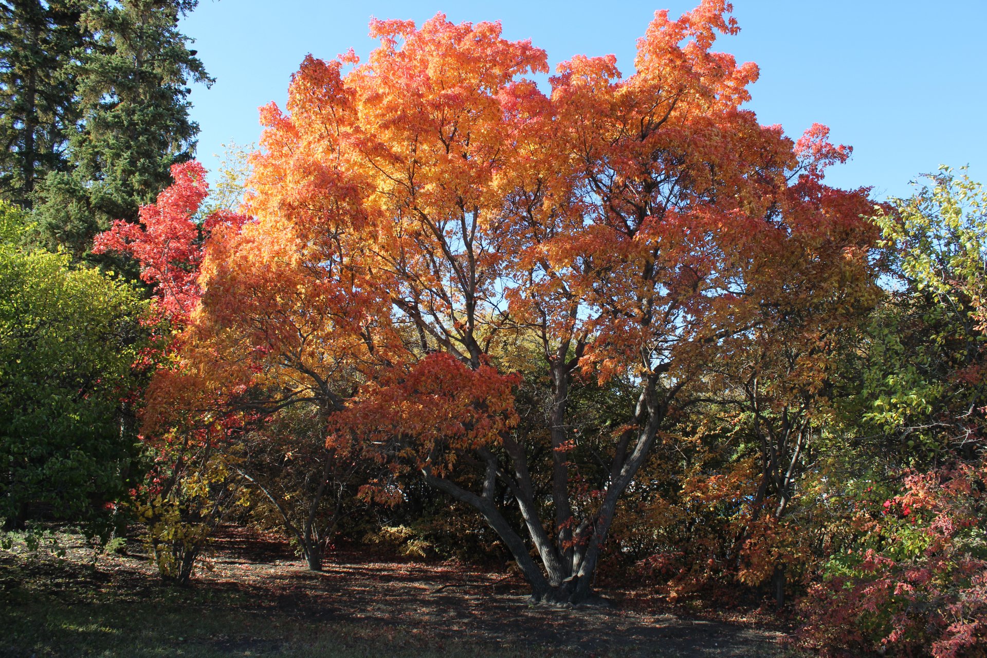 A photo of a giant, tree with orange leaves in autumn at Wascana Lake.