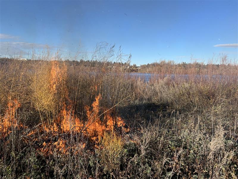 Prescribed Burn - North Goose island - More Fire Photo of a prescribed burn on north Goose Island within Wascana Centre.
