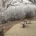 Two benches on a walking pathway, there are bushes in the background covered in rime, making the bushes appear white.