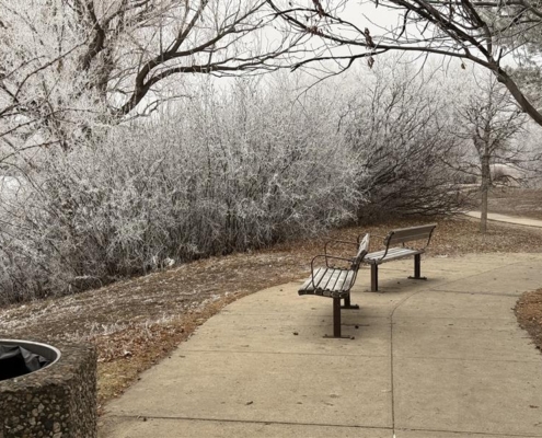 Two benches on a walking pathway, there are bushes in the background covered in rime, making the bushes appear white.