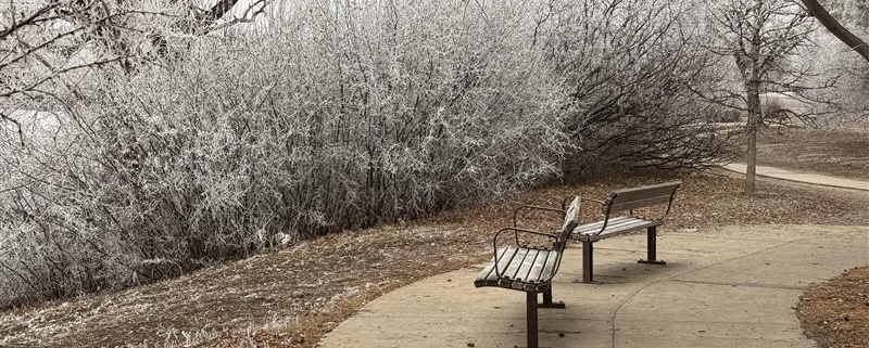 Two benches on a walking pathway, there are bushes in the background covered in rime, making the bushes appear white.