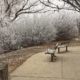 Two benches on a walking pathway, there are bushes in the background covered in rime, making the bushes appear white.