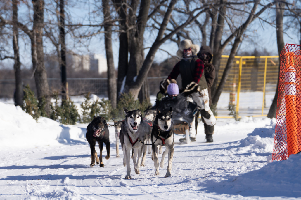 Dog sled team pulling a sled along a snowy trail with trees and an orange safety fence.