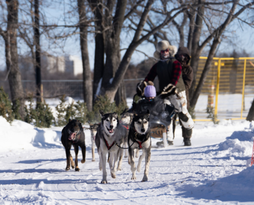 Dog sled team pulling a sled along a snowy trail with trees and an orange safety fence.