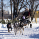 Dog sled team pulling a sled along a snowy trail with trees and an orange safety fence.