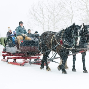 Two black horses pulling a red sleigh through falling snow with passengers seated inside.