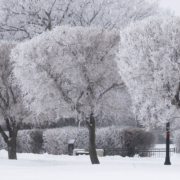 Snow-covered trees with thick frost on their branches in a winter landscape.