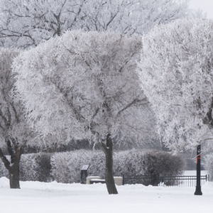 Snow-covered trees with thick frost on their branches in a winter landscape.