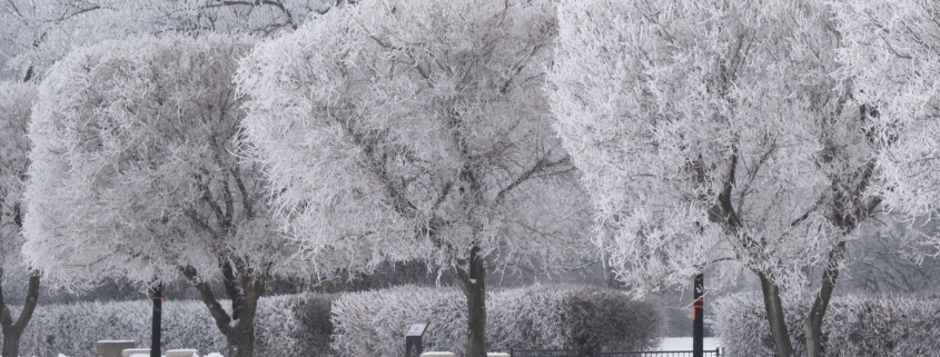Snow-covered trees with thick frost on their branches in a winter landscape.